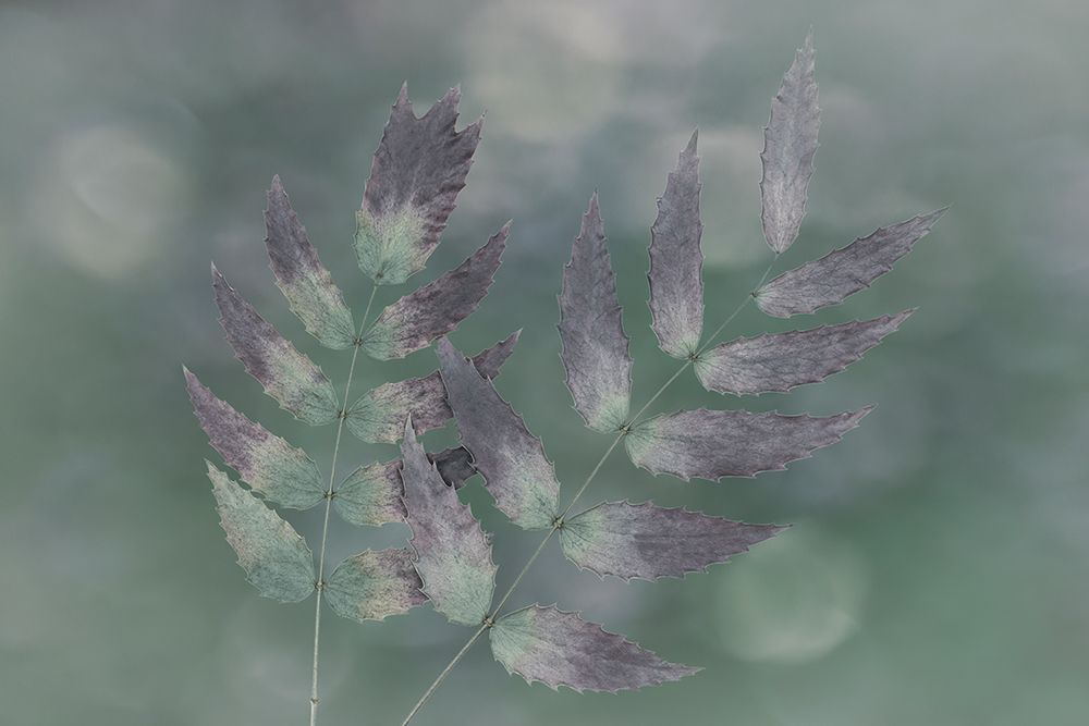 USA, Washington State, Seabeck. Oregon grape leaves close-up.
